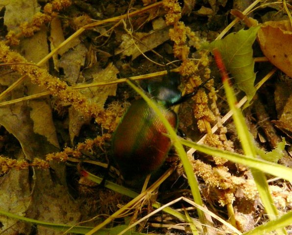 un scarabée